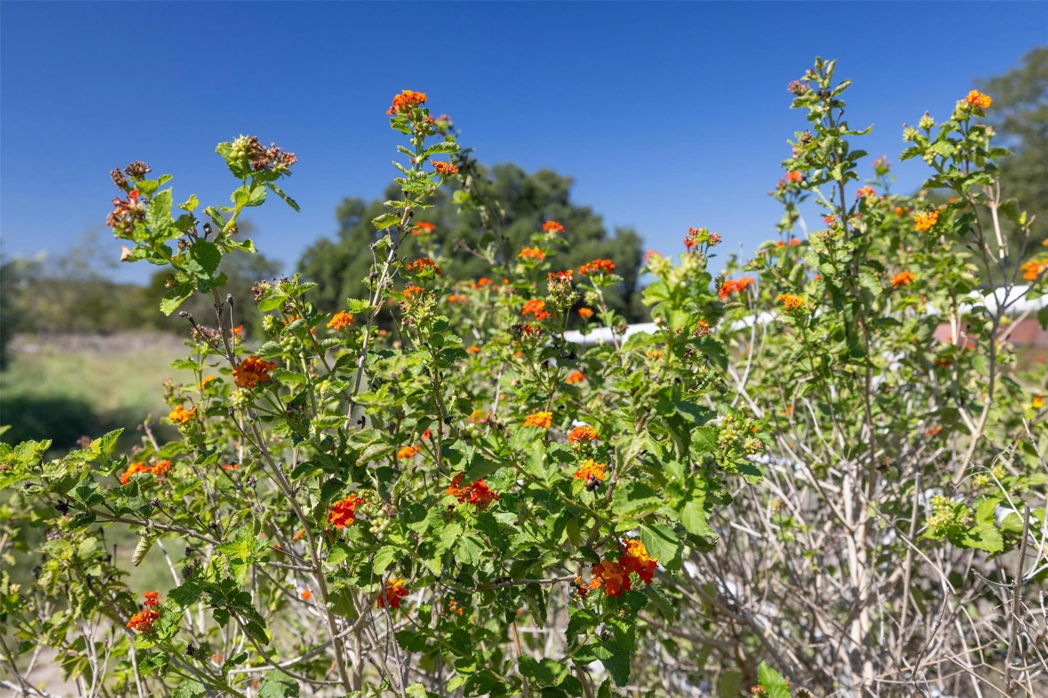 412 S Bear Creek Rd, Liberty Hill, TX 78642