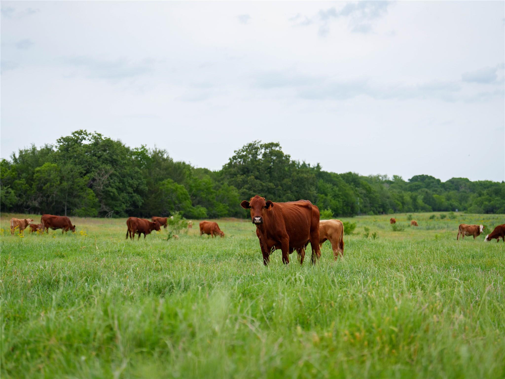 TBD(1) Walter Hoffman Rd, Cedar Creek, TX 78612