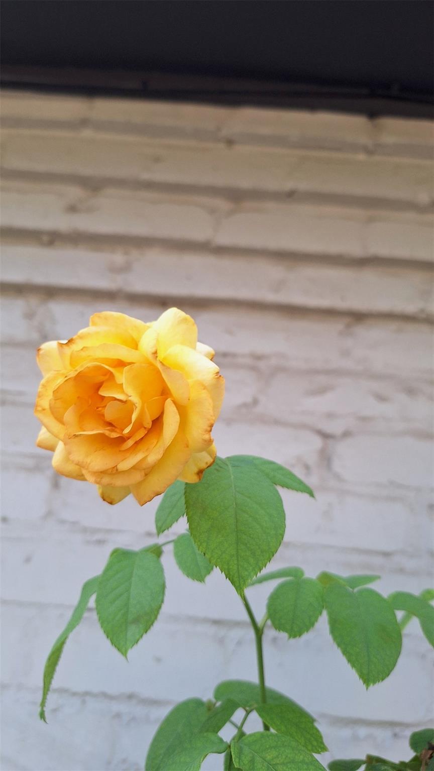 2201 mission hill Cir, Austin, TX 78741