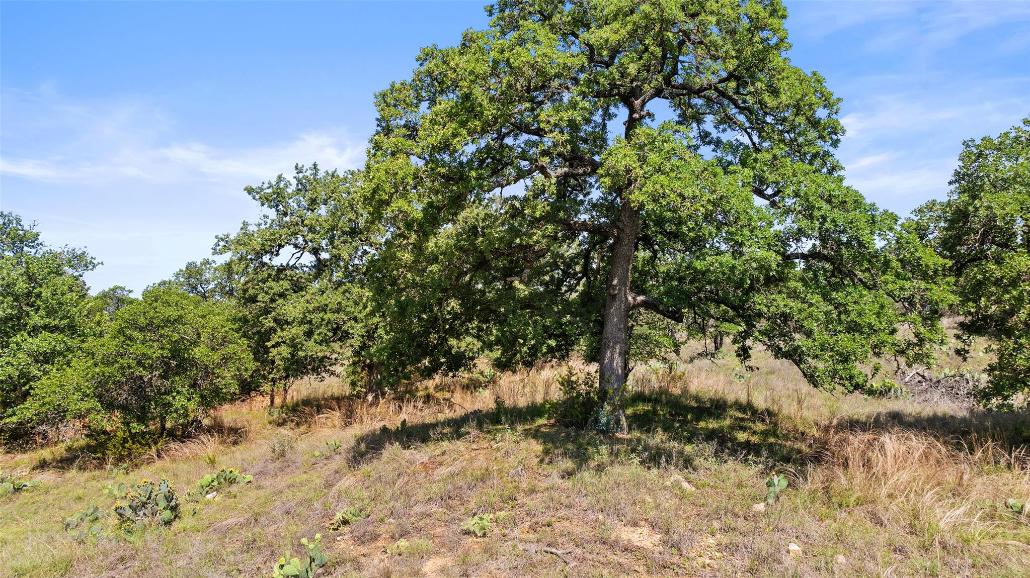 11755 RM 1323, Johnson City, TX 78636