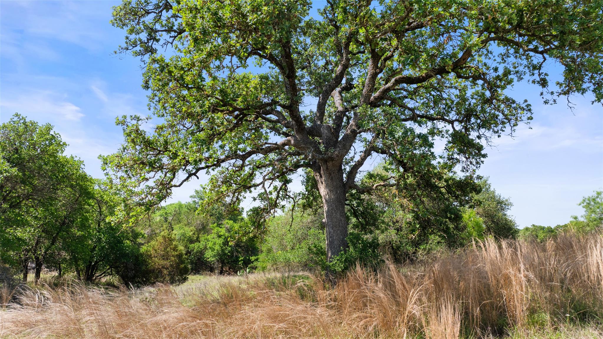 11755 RM 1323, Johnson City, TX 78636