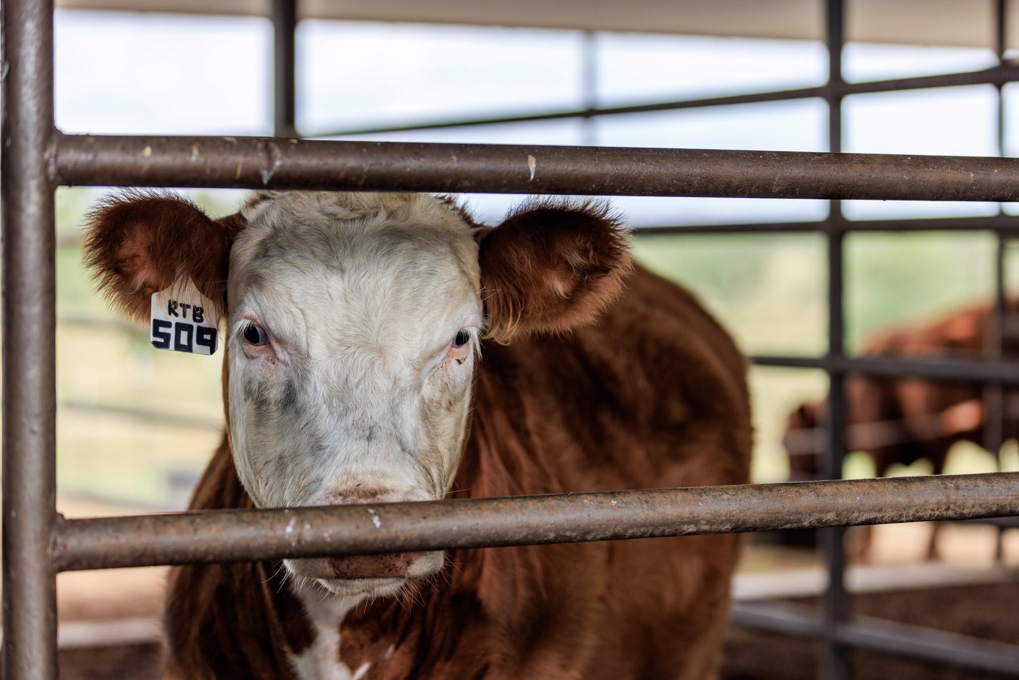 5686 Ranch Road 1631 Rd, Fredericksburg, TX 78624