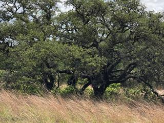 207 Verbena Ct, Johnson City, TX 78636