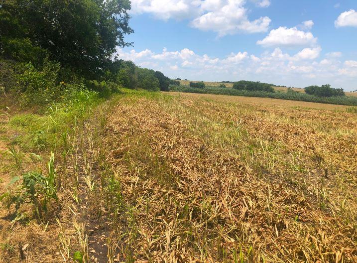TBD CR 421, Thrall TX 765 County Road 421, Thrall, TX 76578