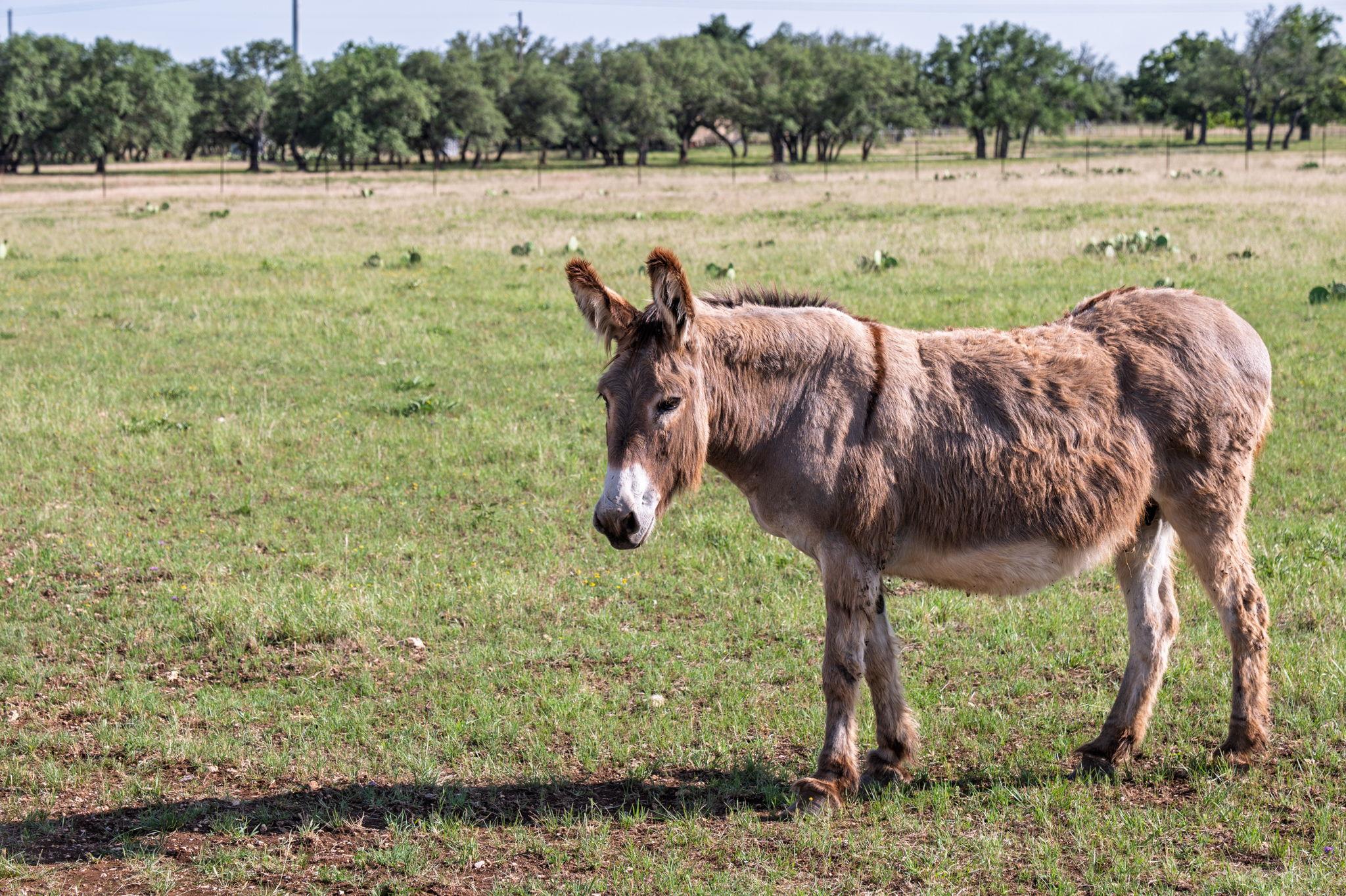 1185 County Road 258, Bertram, TX 78605