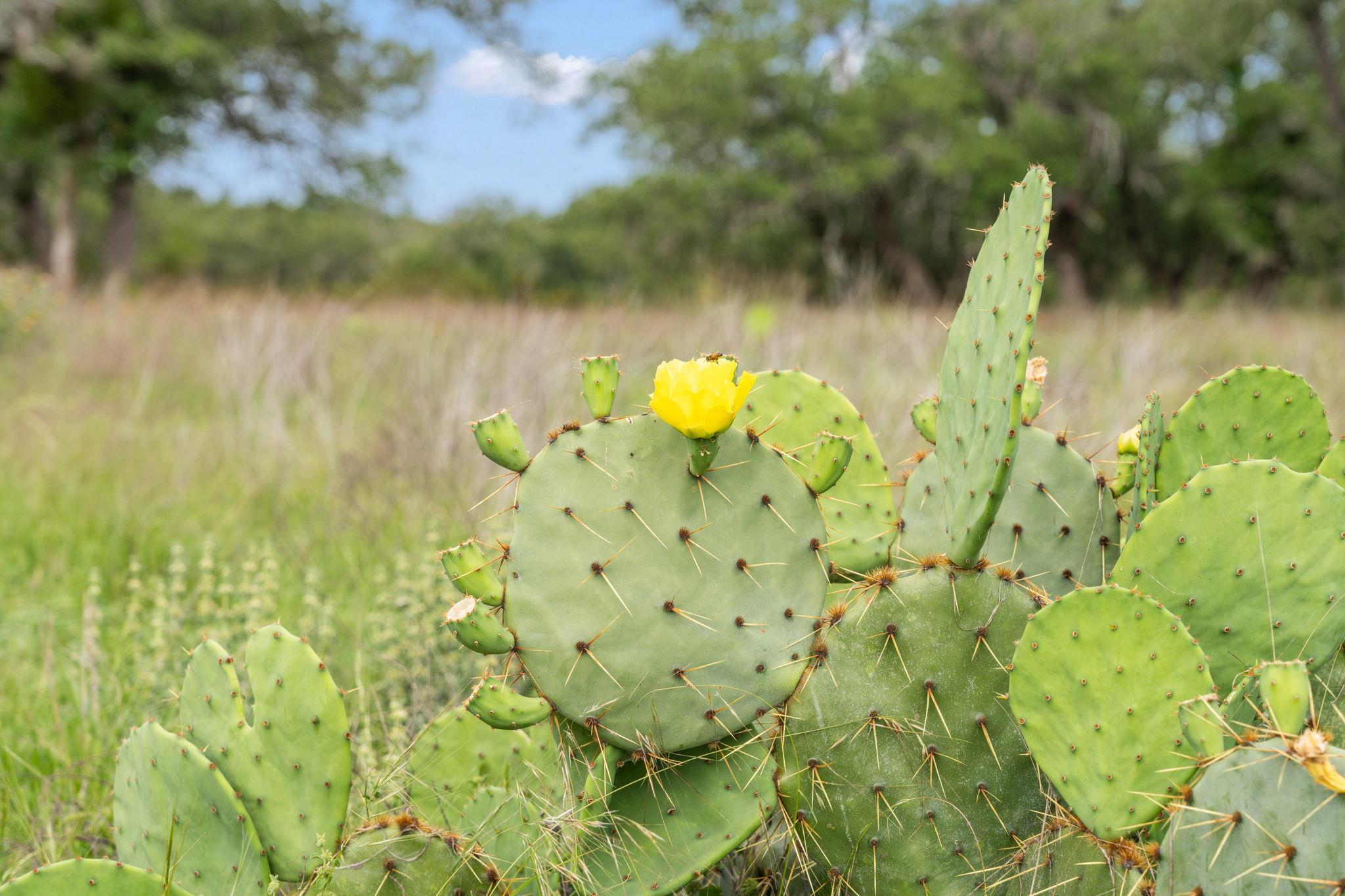 120 Trophy Oak Pt, Fredericksburg, TX 78624