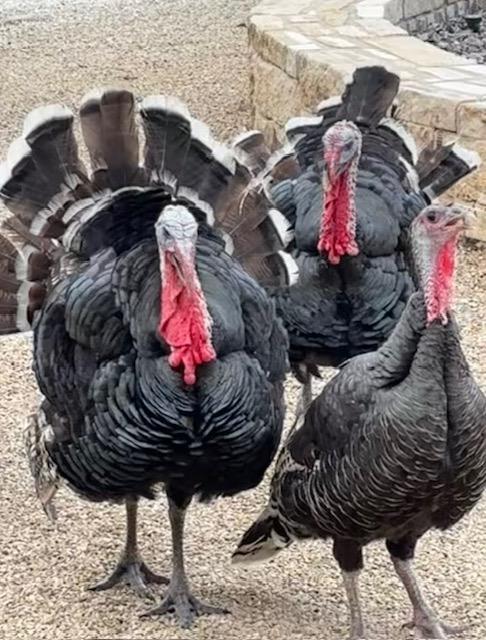 5904 Old Yoakum Rd, Cuero, TX 77954