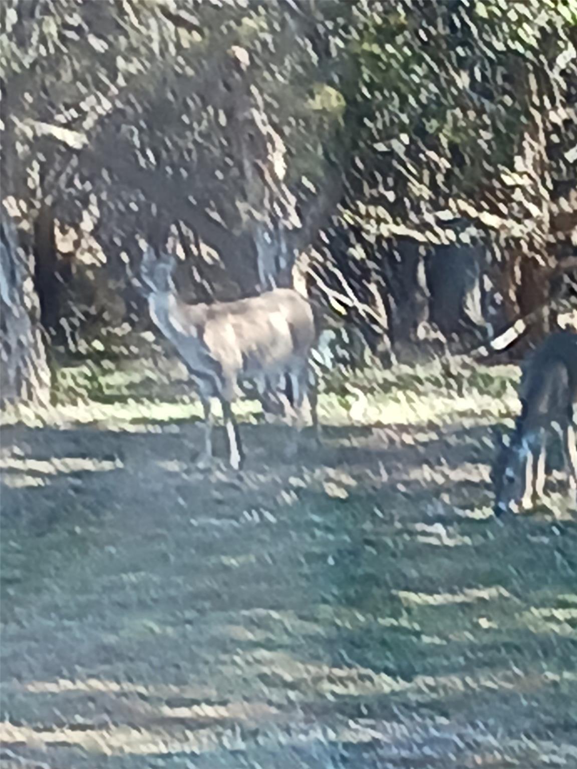 15107 Chaparral Dr, Leander, TX 78641