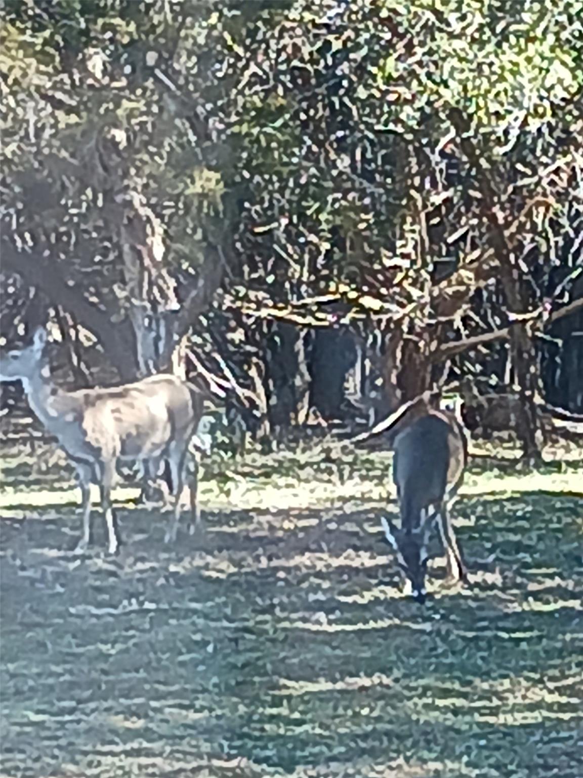 15107 Chaparral Dr, Leander, TX 78641