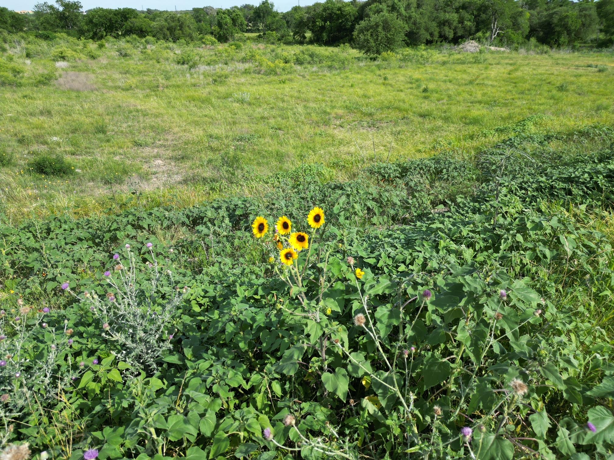 Lot 30 Serenity Dr, Bertram, TX 78605