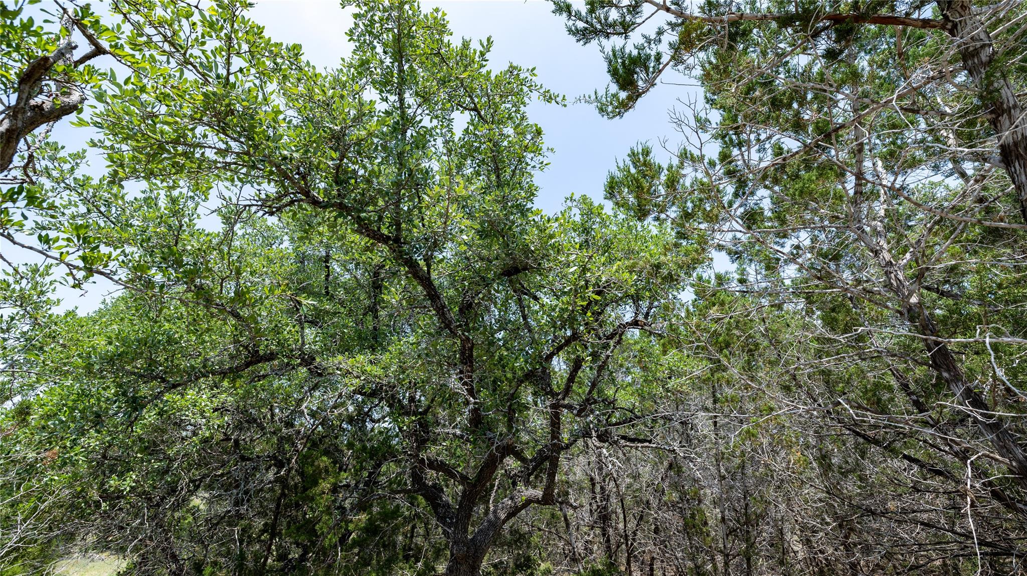 34705 Mayer Oaks, Bulverde, TX 78163