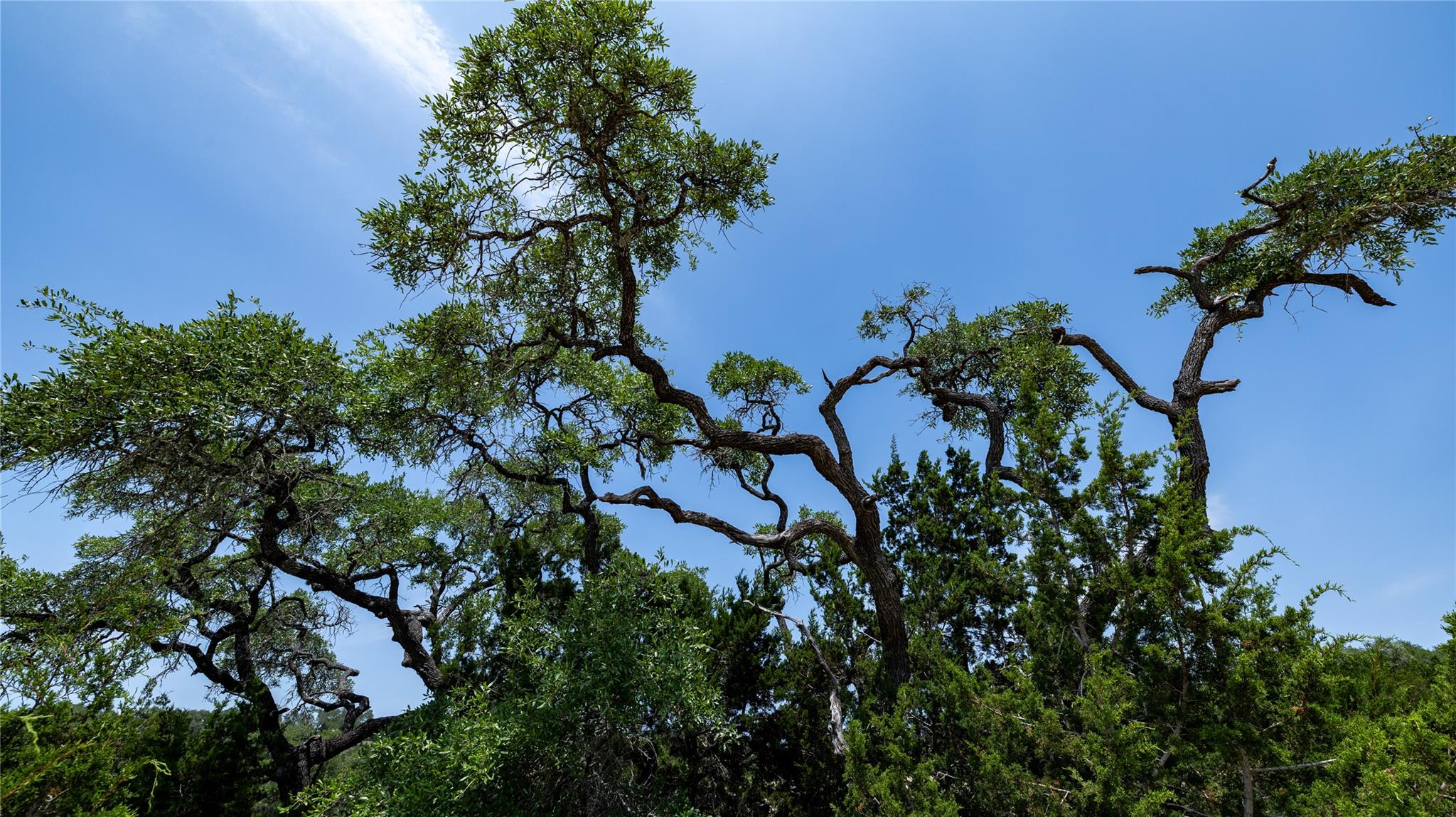 34705 Mayer Oaks, Bulverde, TX 78163