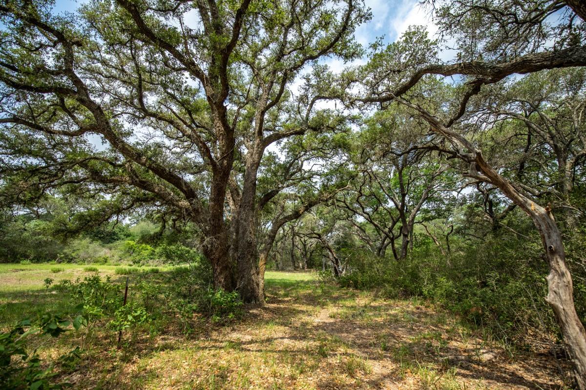 TBD County Road 90 E, Hallettsville, TX 77964