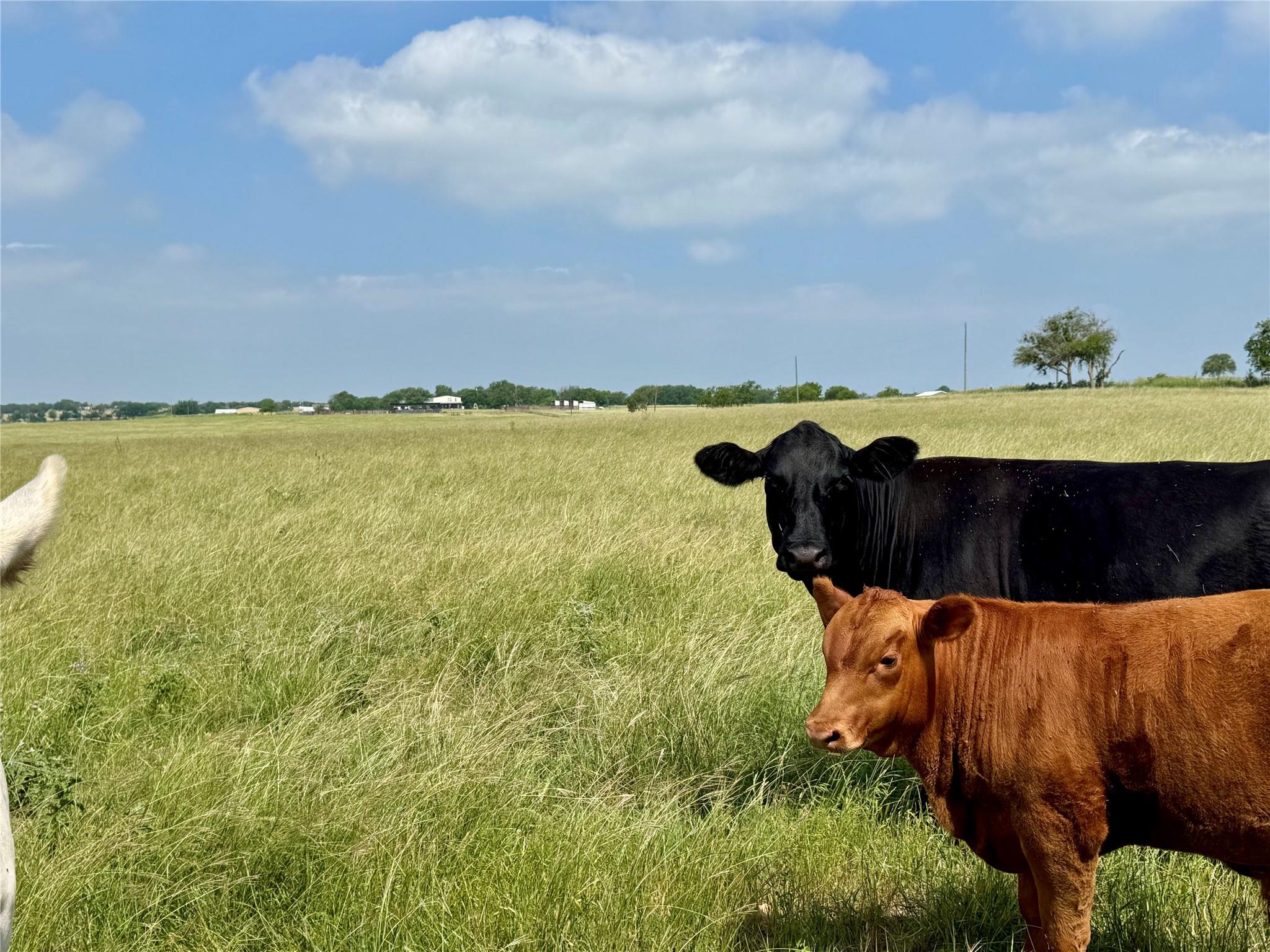 12 Acres Smith Dairy Rd, Belton, TX 76513