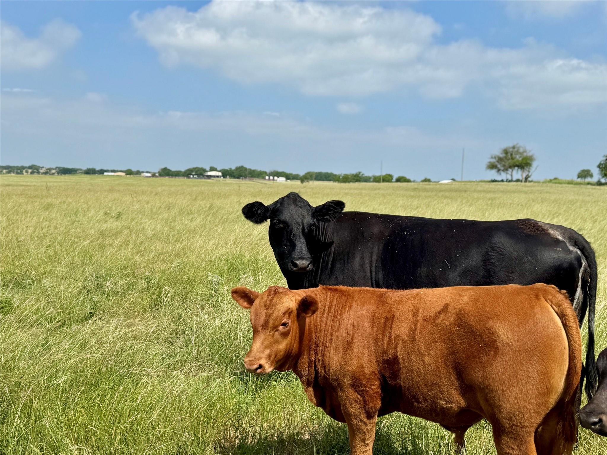 12 Acres Smith Dairy Rd, Belton, TX 76513