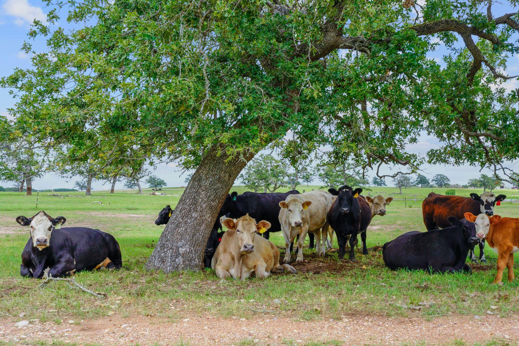 1063 Private Road 4485, Giddings, TX 78942