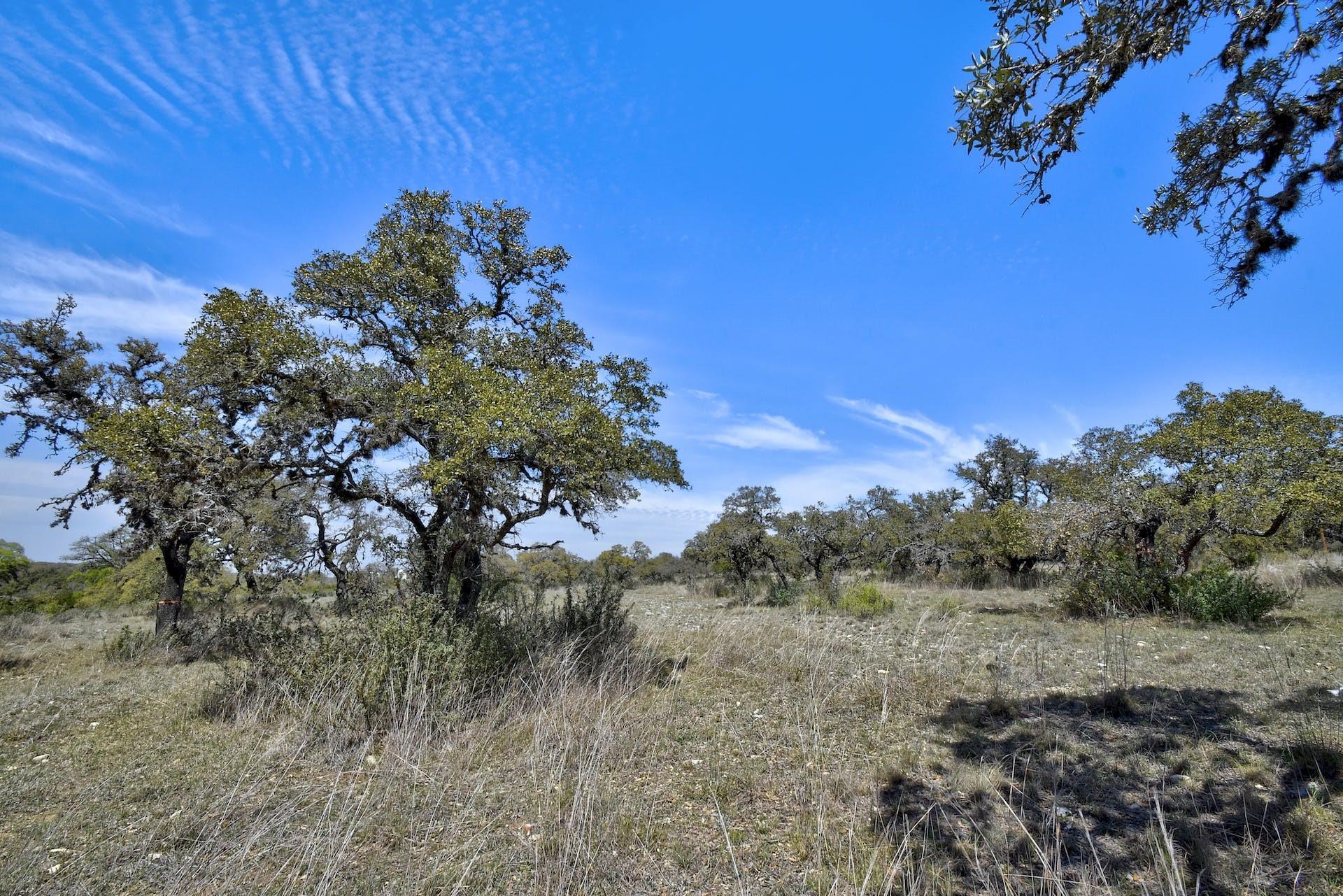 343 Cattle Creek Dr, Johnson City, TX 78636
