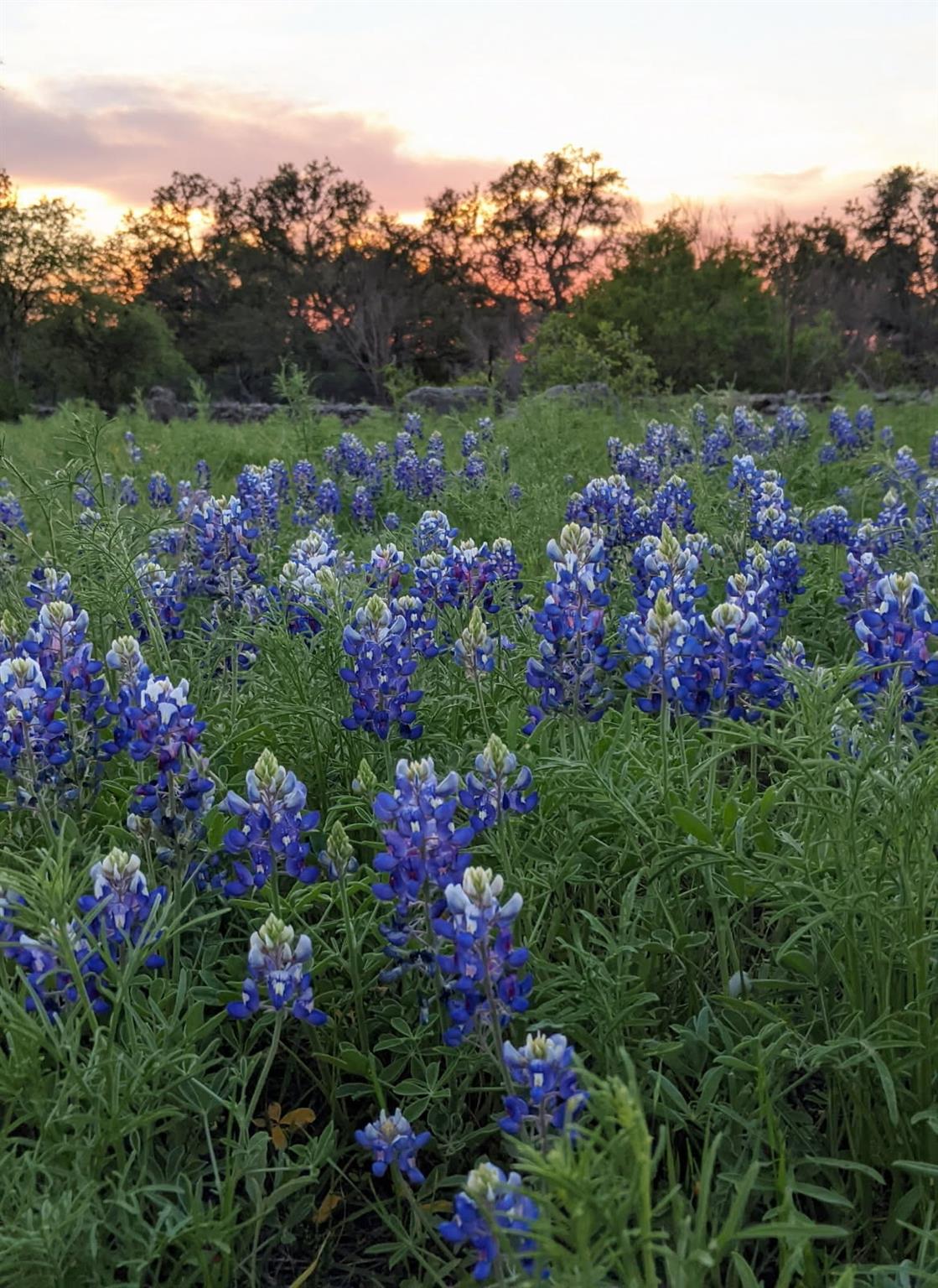 4006 Spanish Oak Ln, Dripping Springs, TX 78620