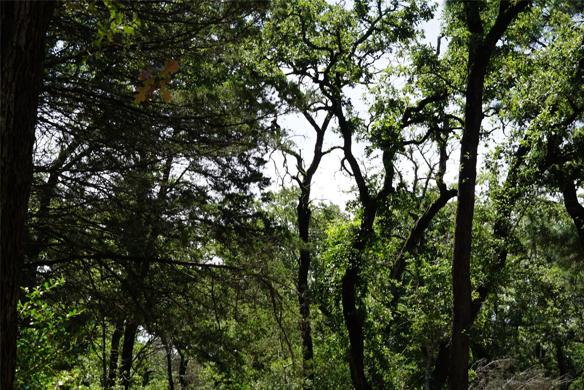 5548 CR 322, Rockdale, TX 76567