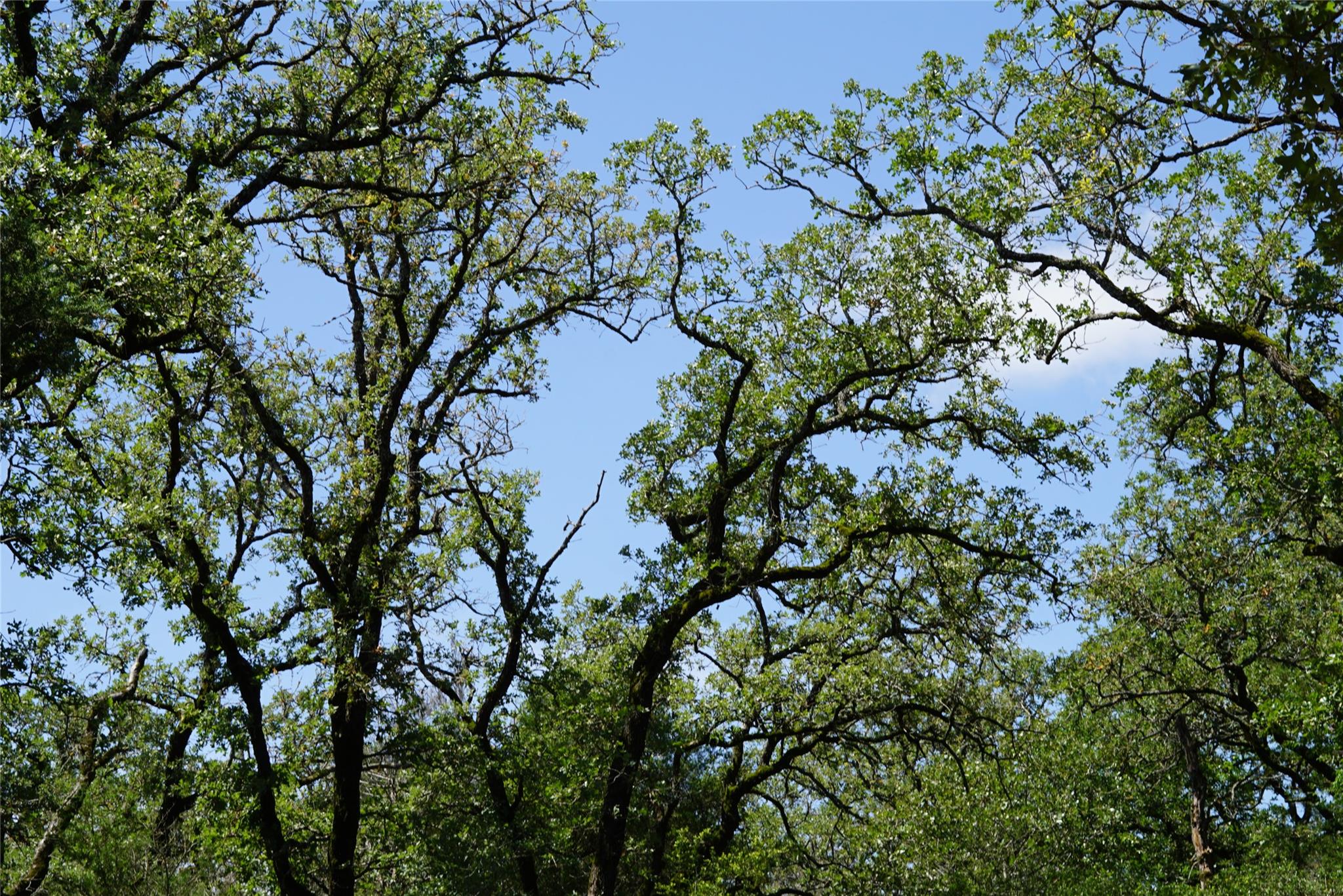 5548 CR 322, Rockdale, TX 76567