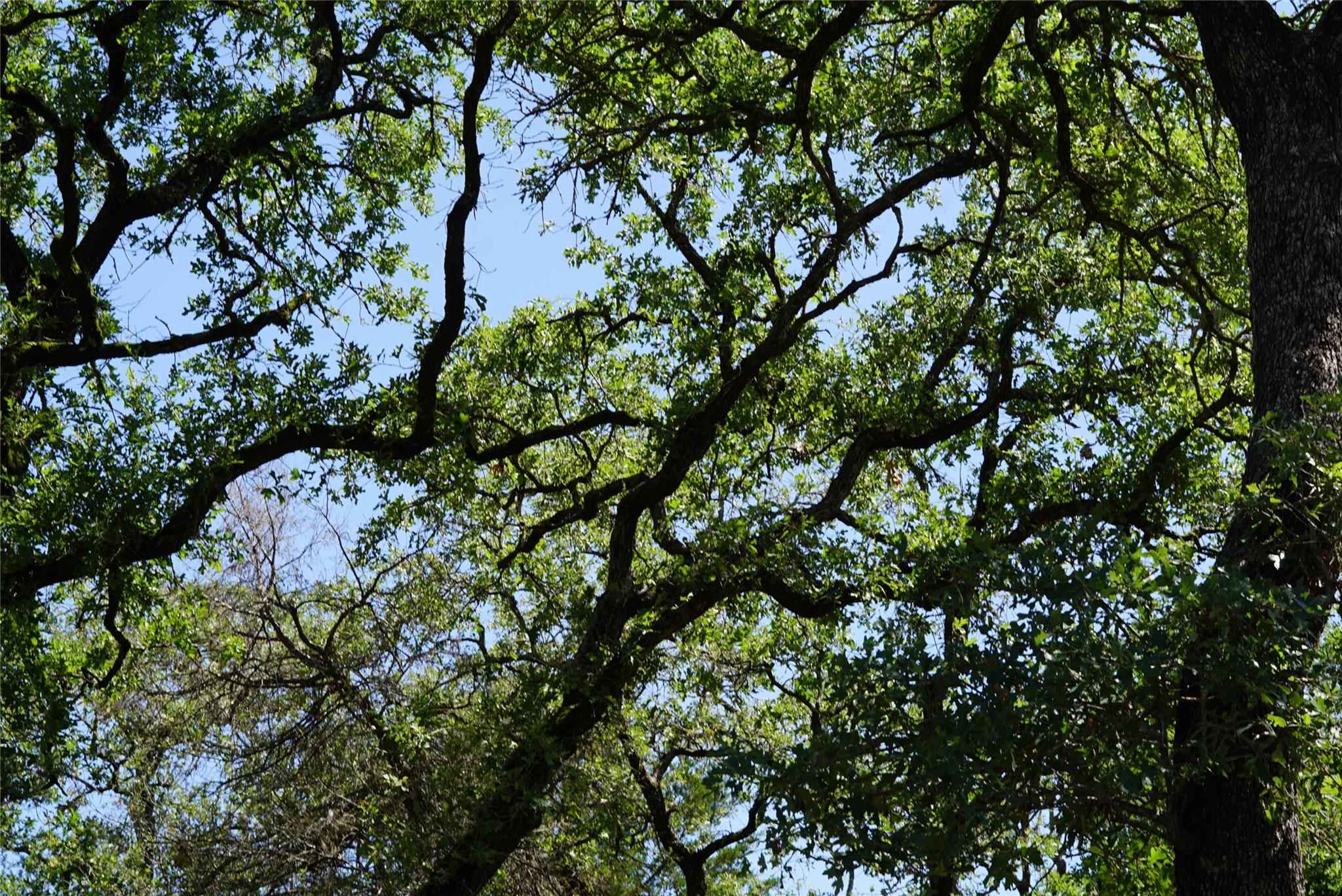 5548 CR 322, Rockdale, TX 76567