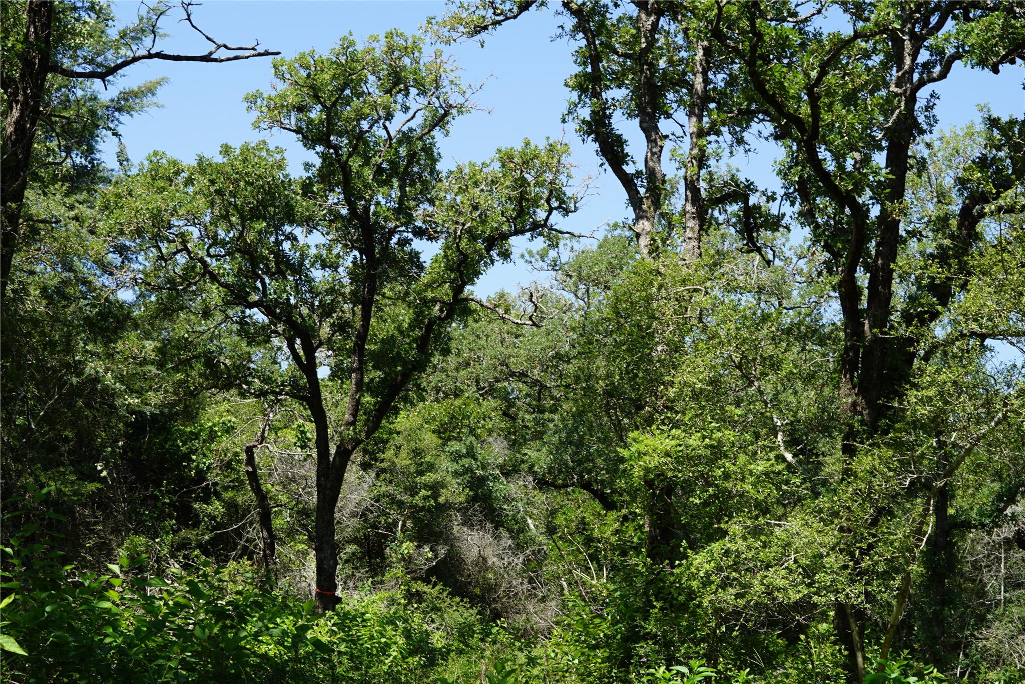 5548 CR 322, Rockdale, TX 76567