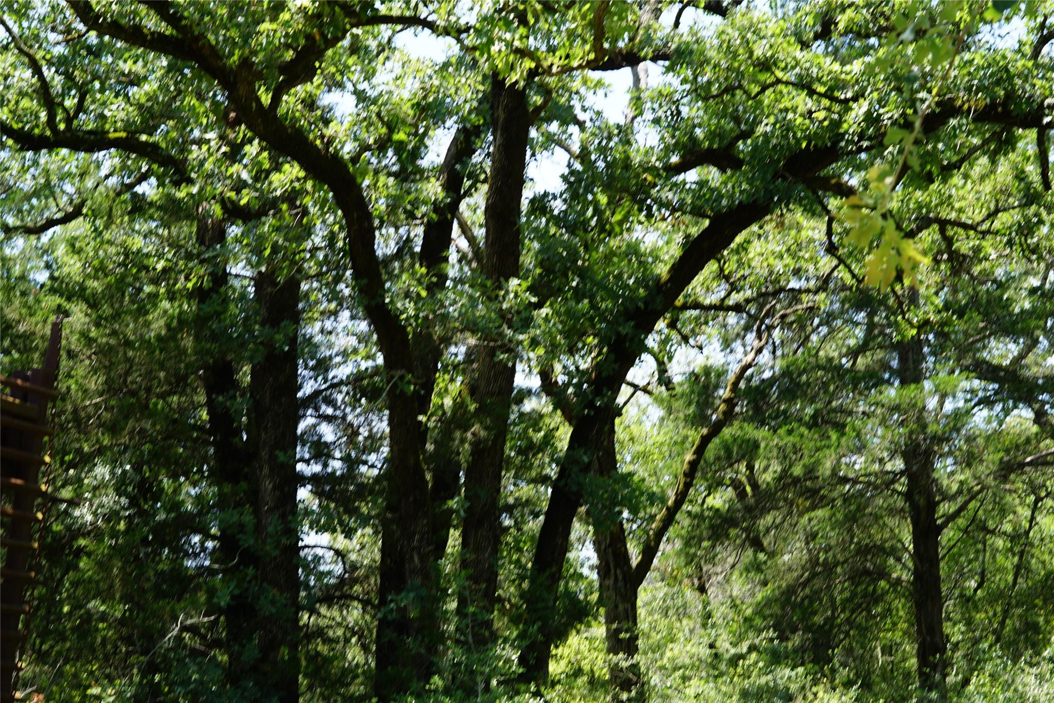 5548 CR 322, Rockdale, TX 76567