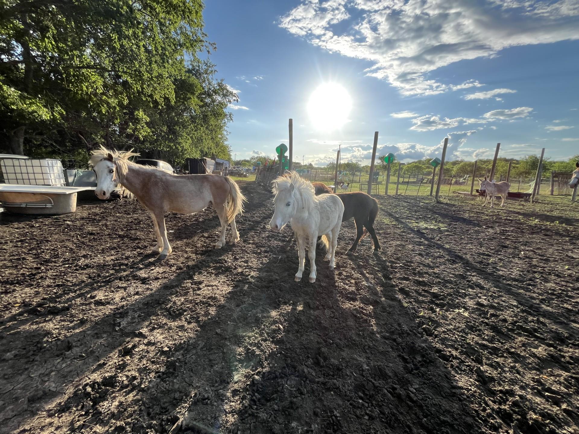 1976 Old Kelley Rd, Lockhart, TX 78644