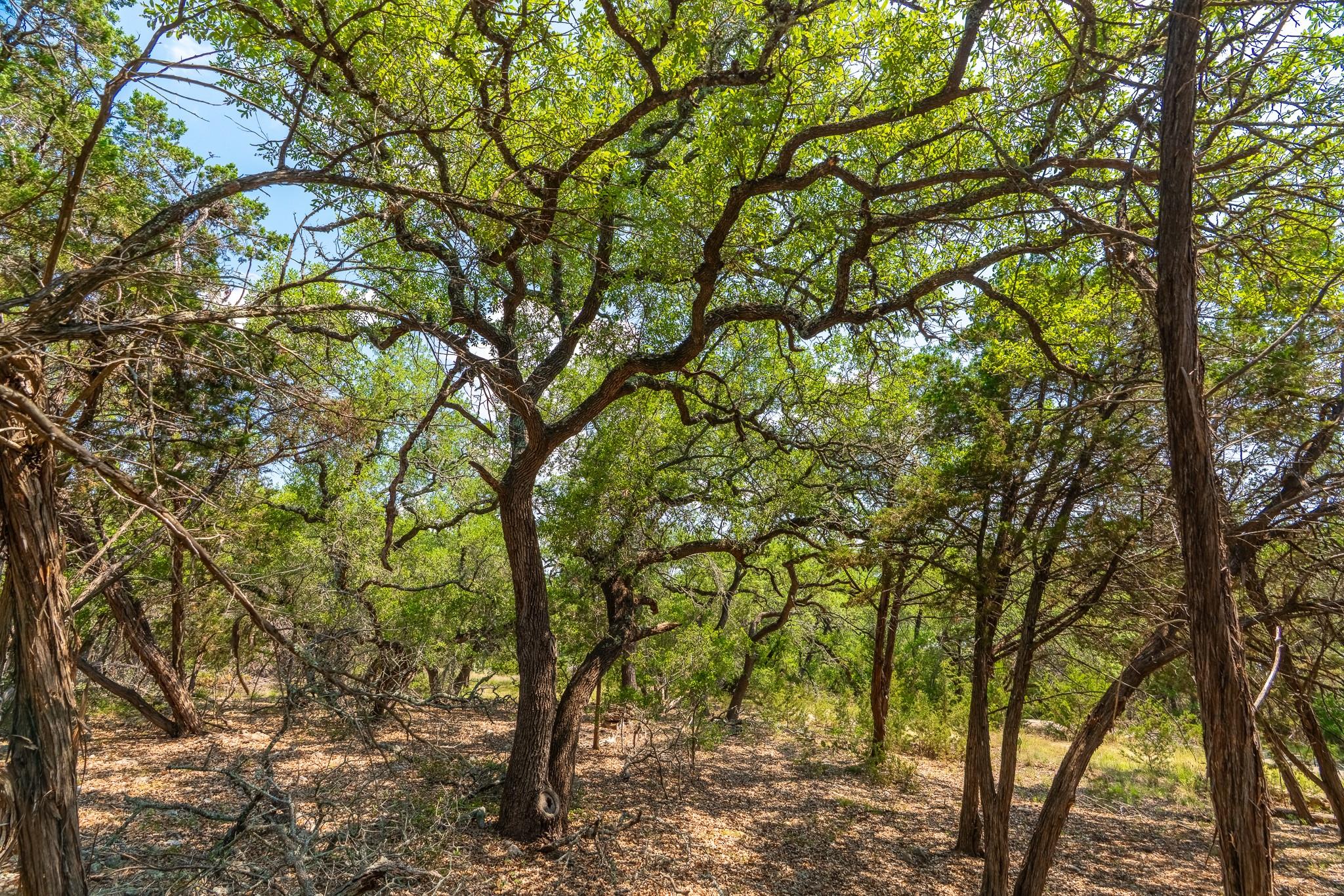 2934 Elm Terrace Ln, Wimberley, TX 78676