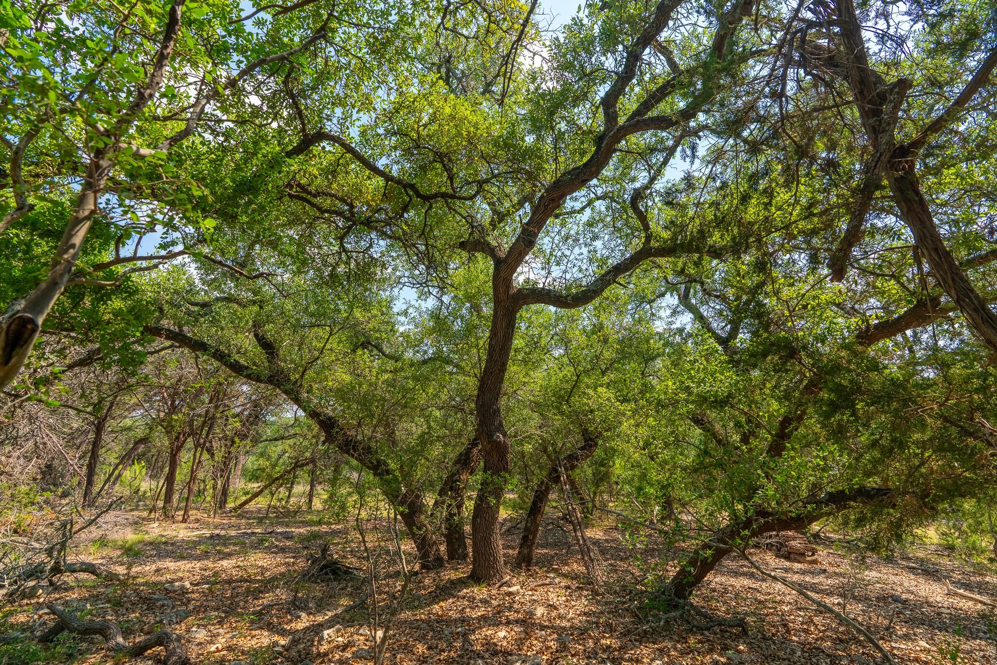 2934 Elm Terrace Ln, Wimberley, TX 78676