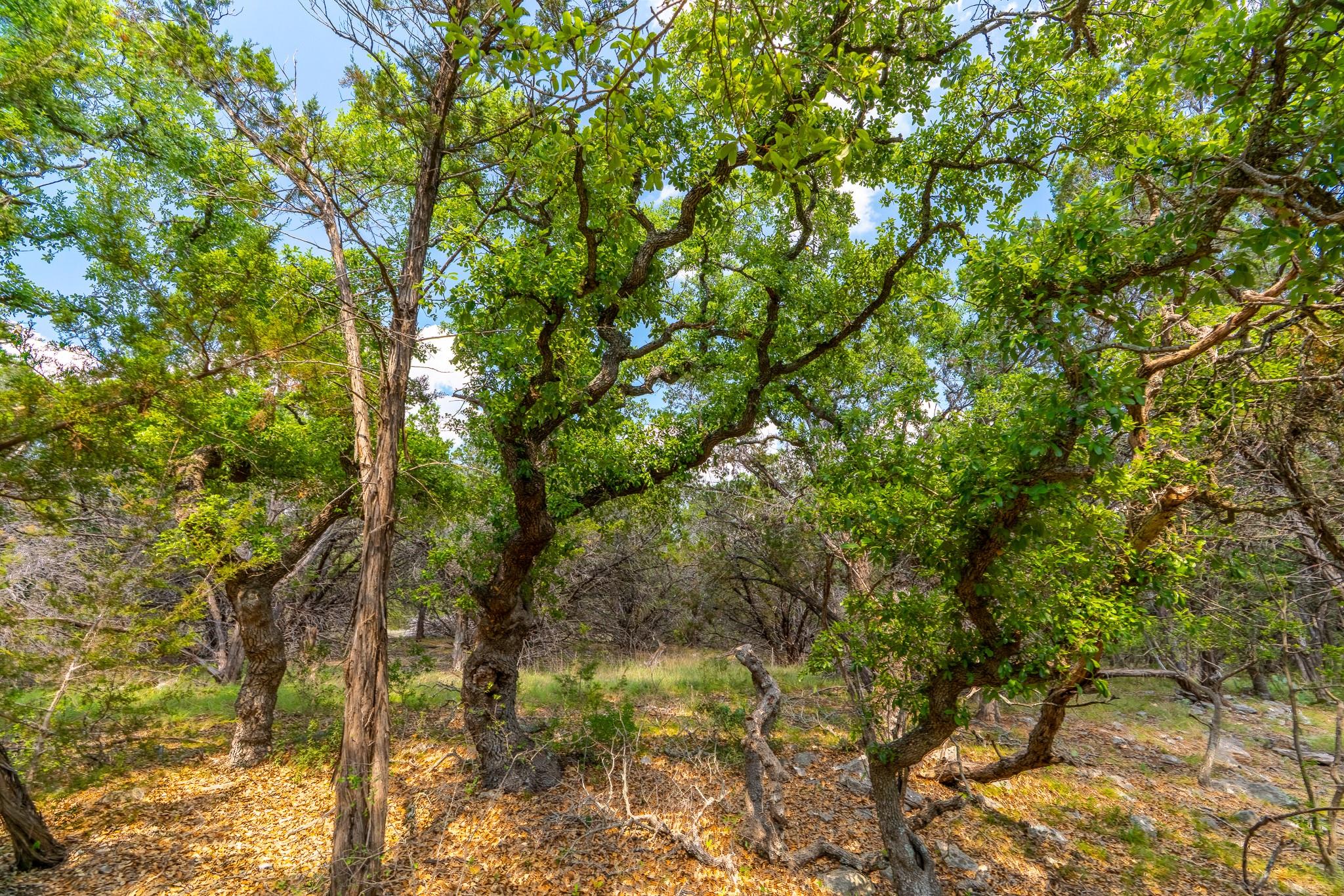 2934 Elm Terrace Ln, Wimberley, TX 78676