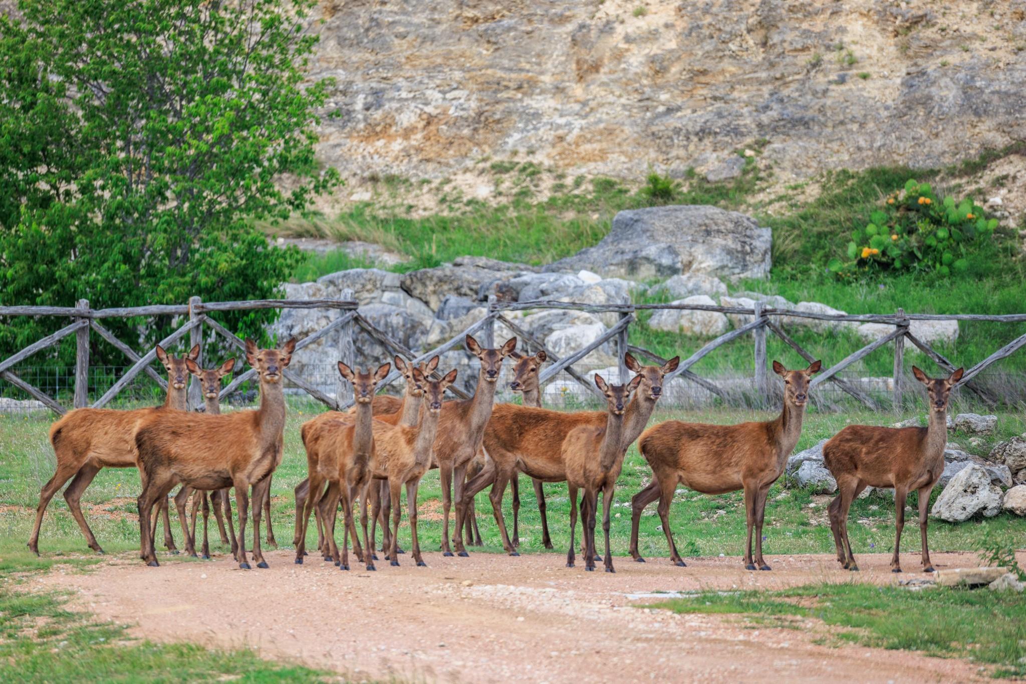 370 Fallow Run, Hunt, TX 78024