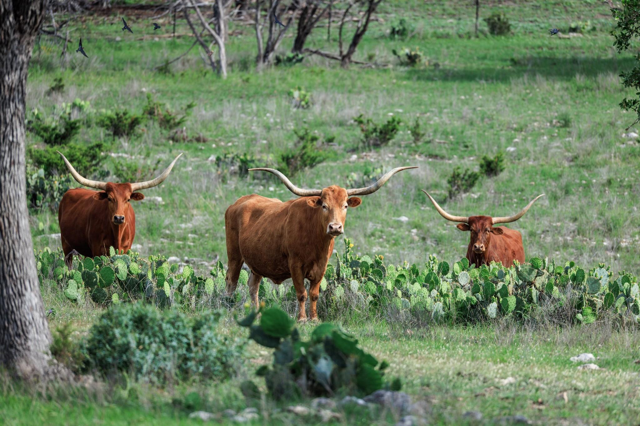 370 Fallow Run, Hunt, TX 78024