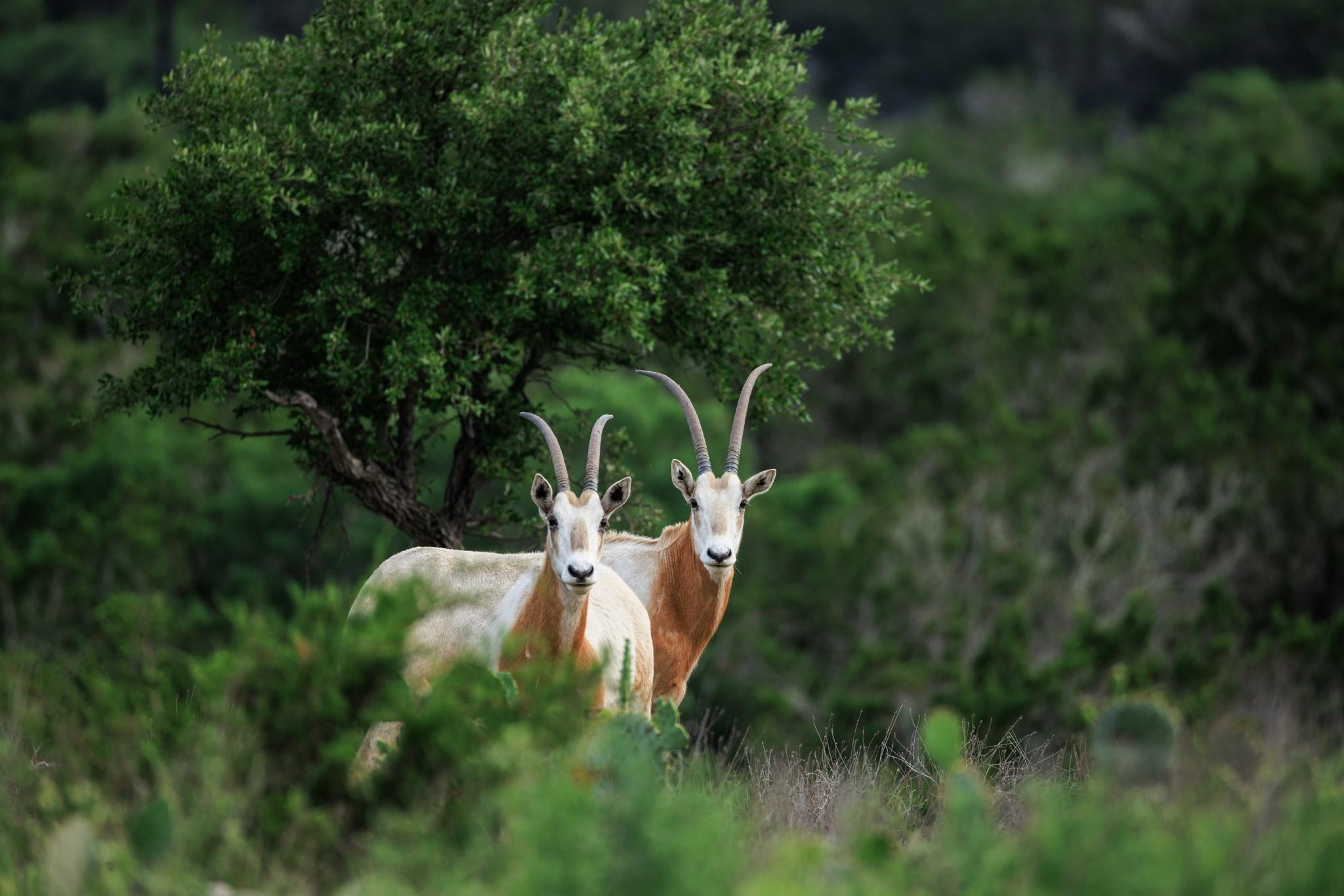 370 Fallow Run, Hunt, TX 78024