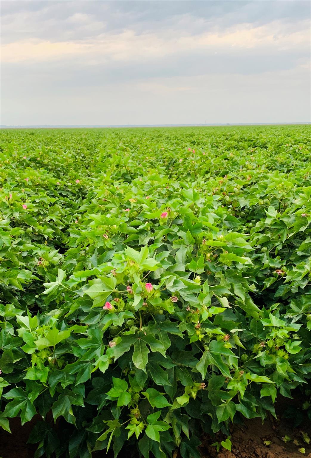 12485 Sandy Point Rd, Bryan, TX 77807
