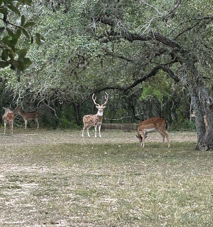 305 CR 305, Beeville, TX 78102