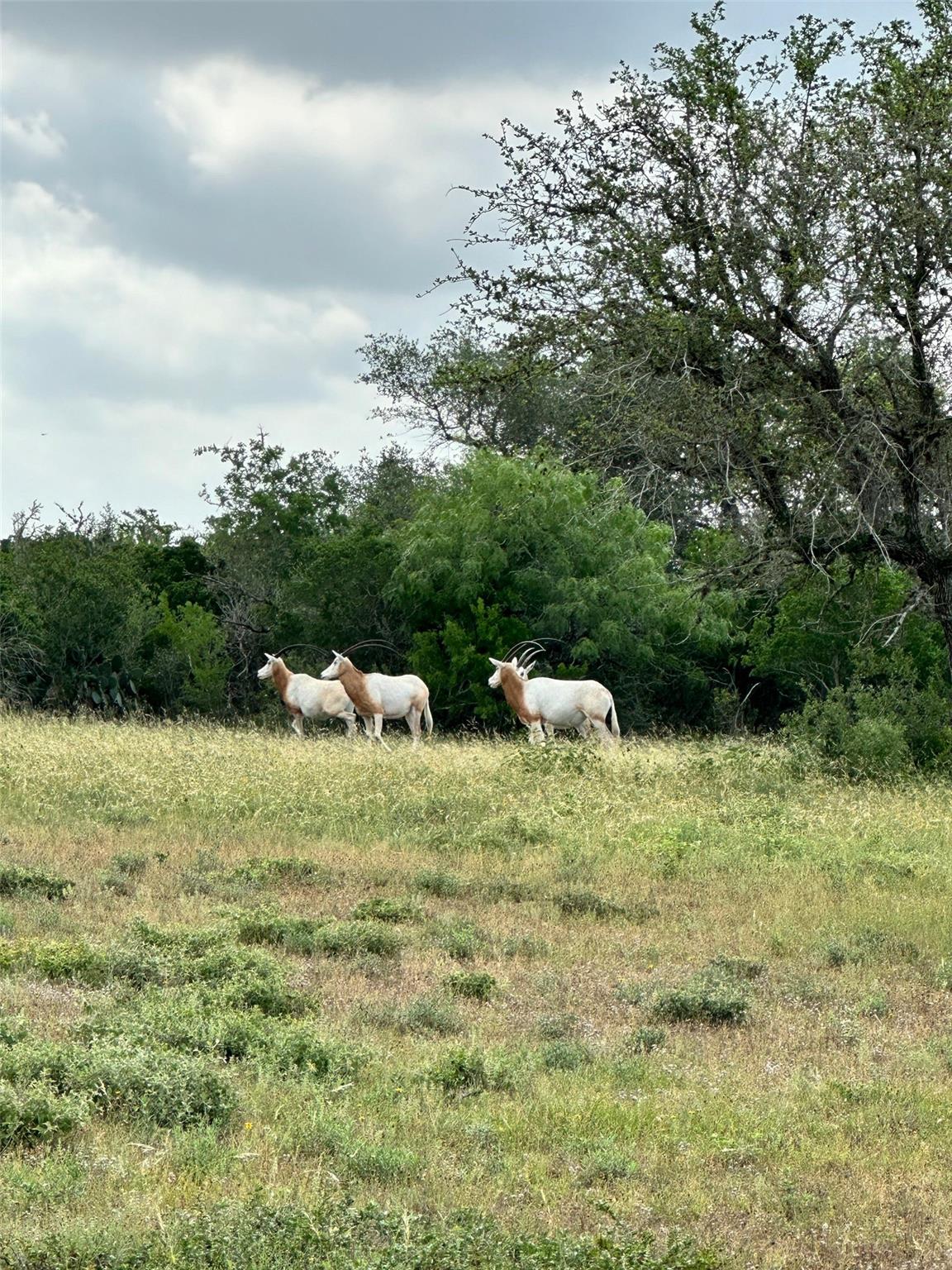 305 CR 305, Beeville, TX 78102