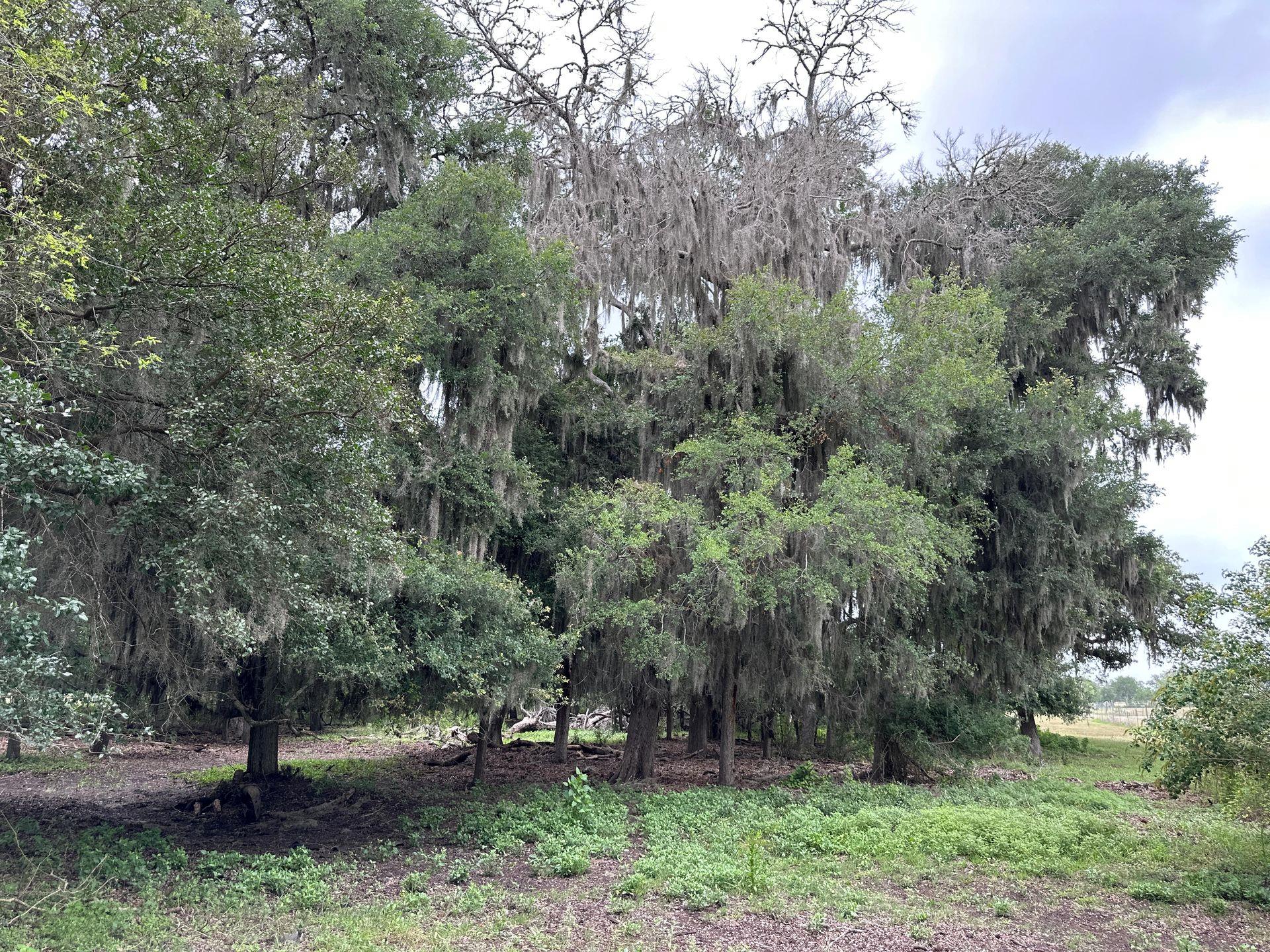 305 CR 305, Beeville, TX 78102