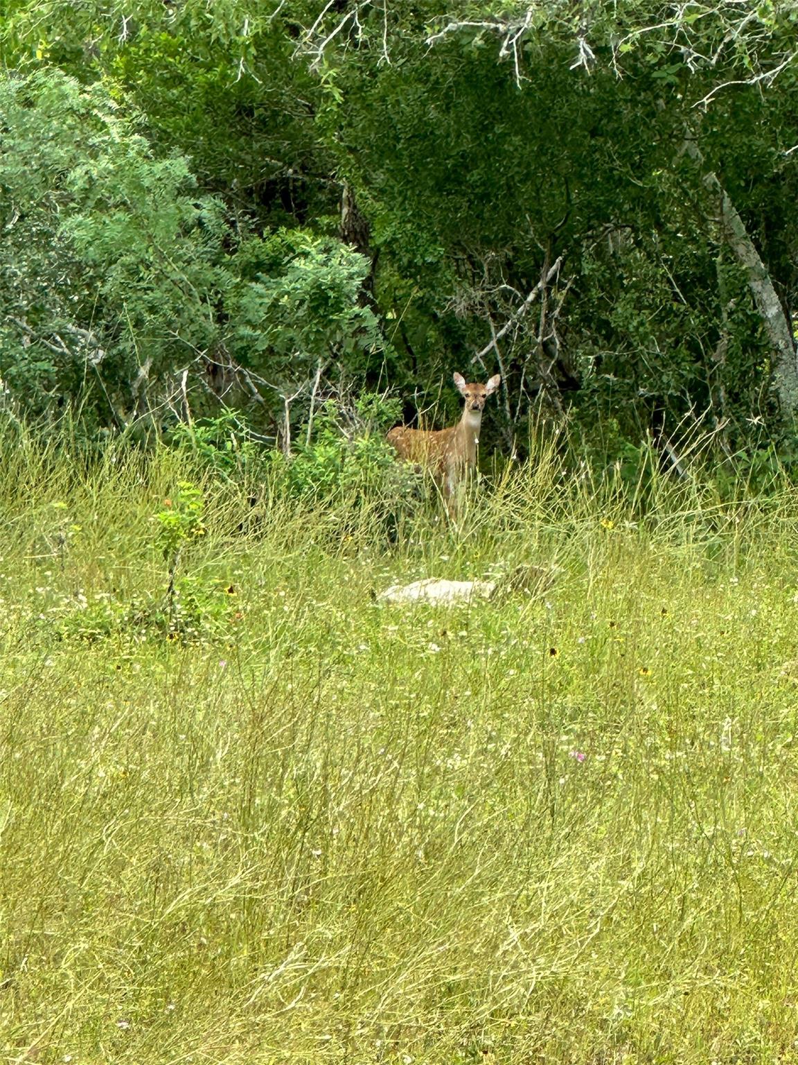 305 CR 305, Beeville, TX 78102