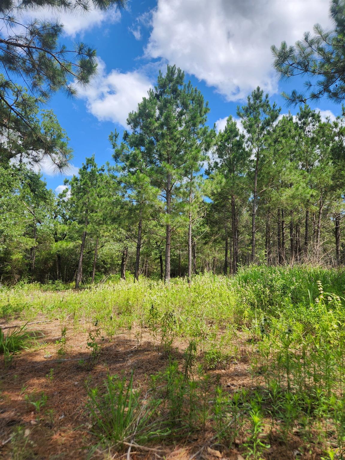 124 Paintbrush Ln, Bastrop, TX 78602
