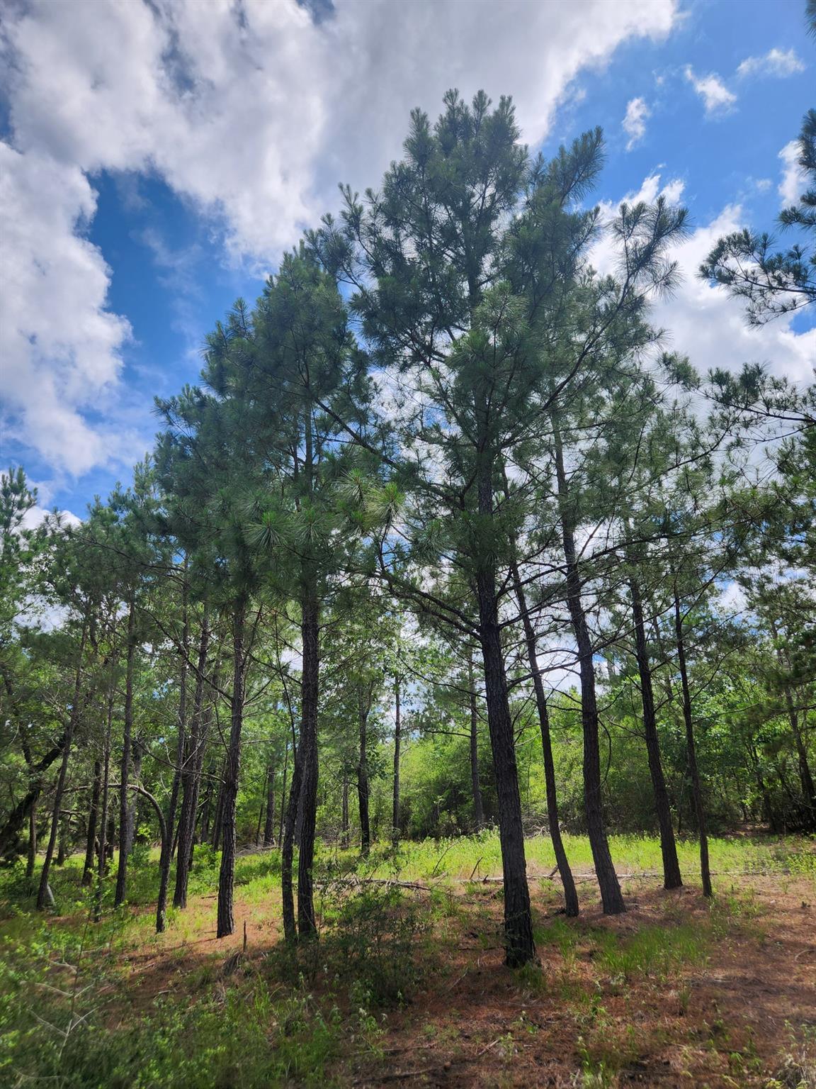 124 Paintbrush Ln, Bastrop, TX 78602