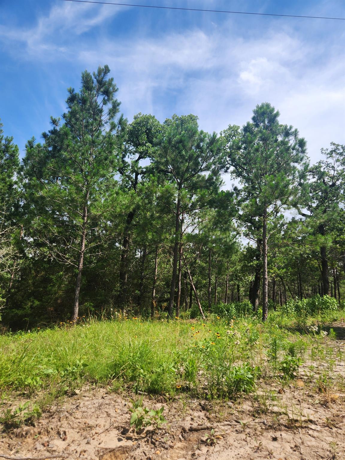 124 Paintbrush Ln, Bastrop, TX 78602
