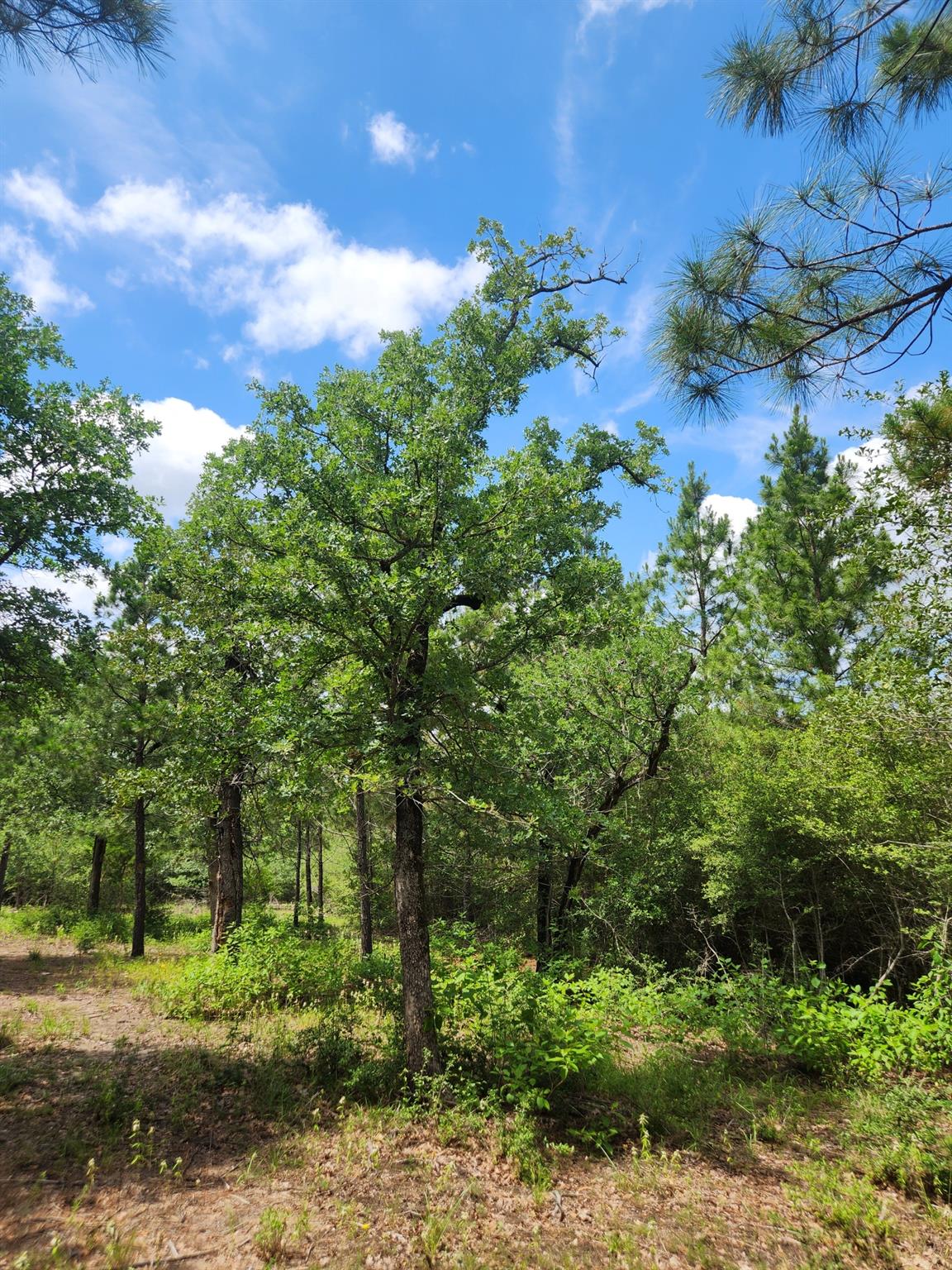 124 Paintbrush Ln, Bastrop, TX 78602