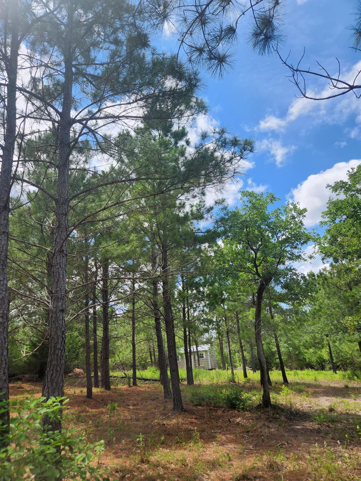 124 Paintbrush Ln, Bastrop, TX 78602