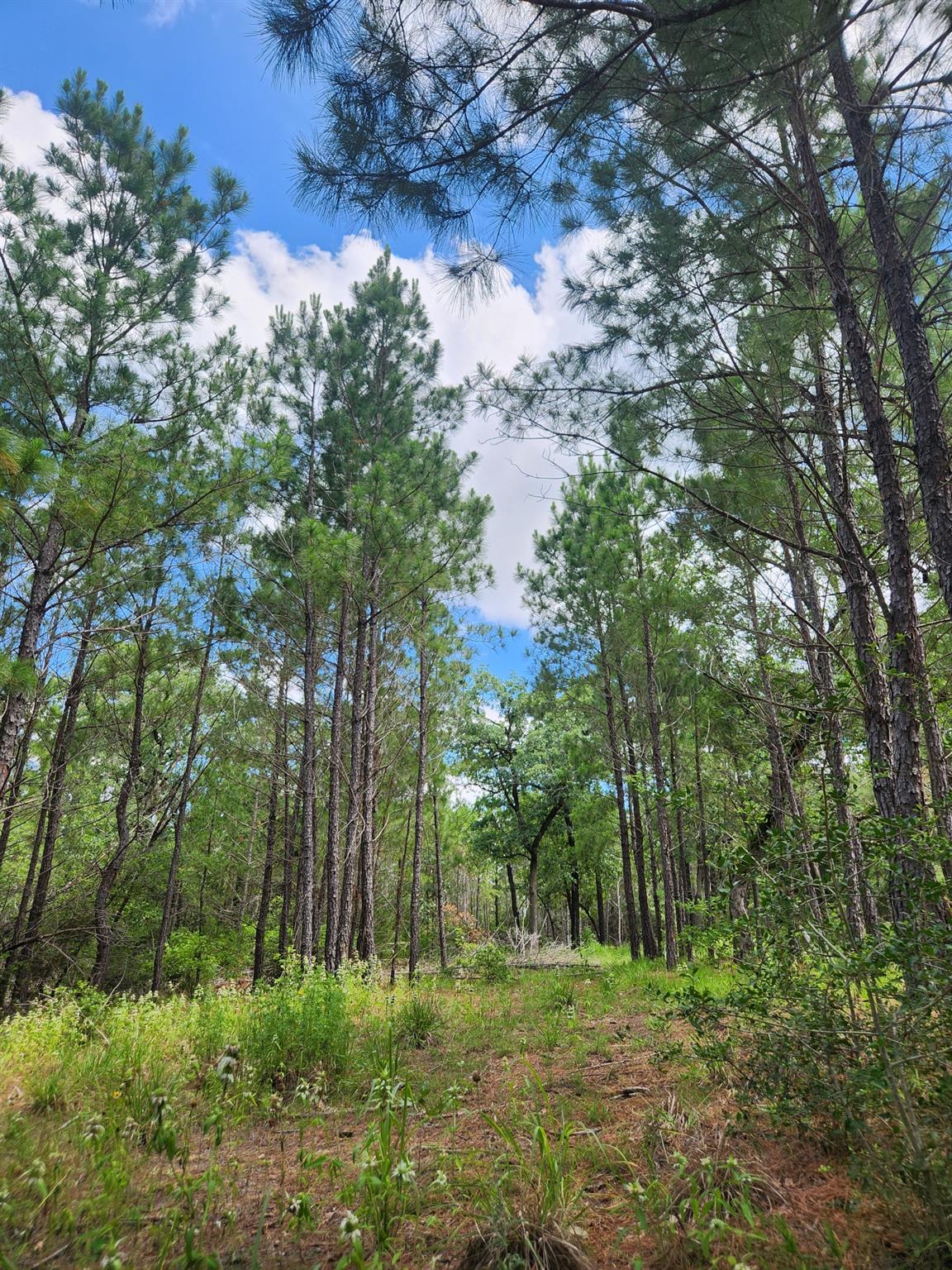 124 Paintbrush Ln, Bastrop, TX 78602