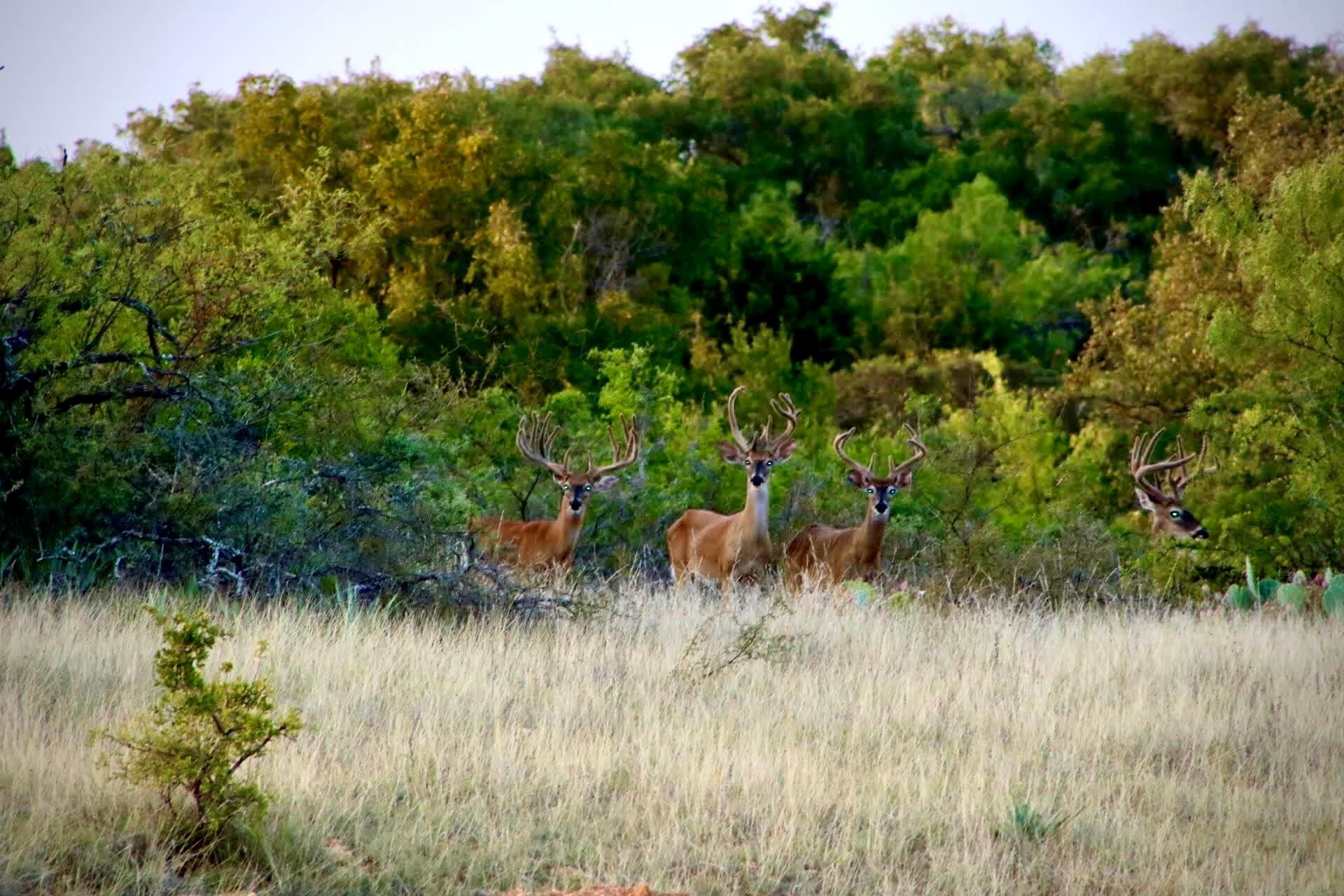 1681 FM574 Highway, Goldthwaite, TX 76864