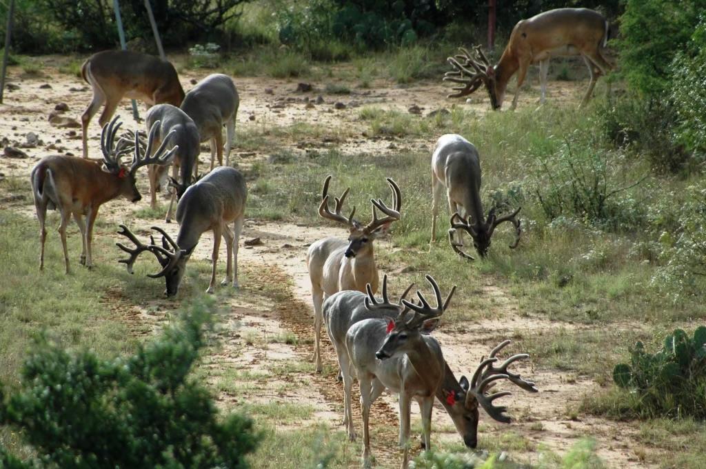 1681 FM574 Highway, Goldthwaite, TX 76864