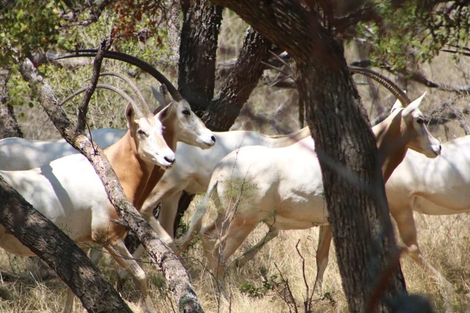 1681 FM574 Highway, Goldthwaite, TX 76864