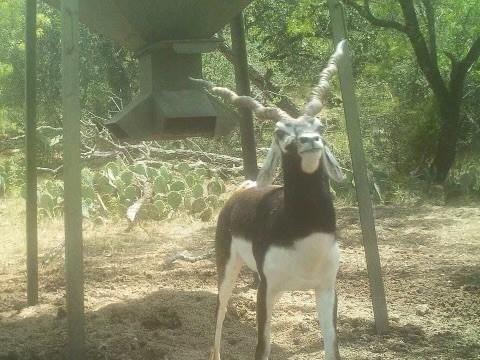 1681 FM574 Highway, Goldthwaite, TX 76864