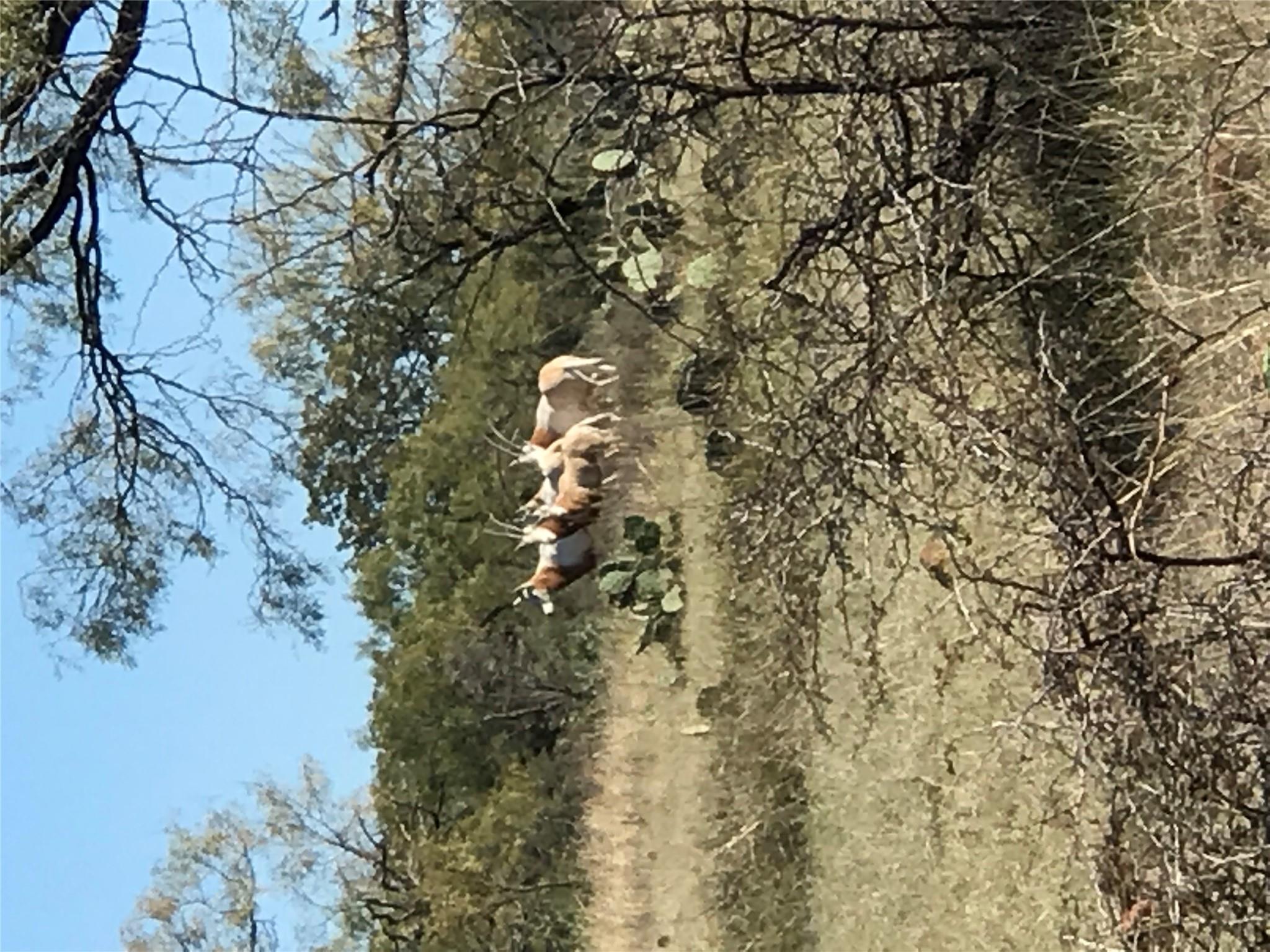 1681 FM574 Highway, Goldthwaite, TX 76864